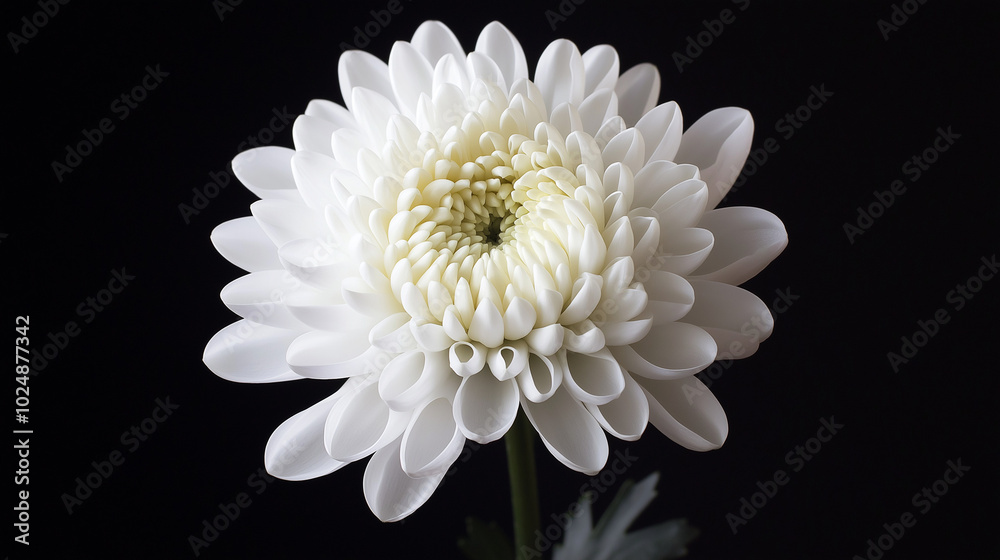 Bright white chrysanthemum flower isolated on black background, featuring crisp and clean petals with subtle texture details that enhance the flower's appearance Bright white chrysanthemum flower isolated on black background, featuring crisp and clean petals with subtle texture details that enhance the flower's appearance
