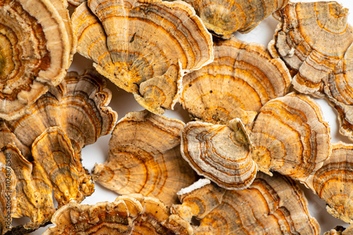 Trametes versicolor is a polypore mushroom, commonly known as turkey's tail. Isolated on white background. photo