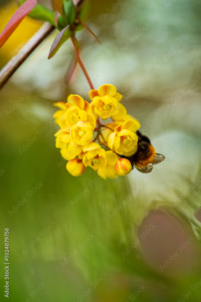 Berberis vulgaris is a species of flowering plant in the genus Berberis Berberis vulgaris is a species of flowering plant in the genus Berberis