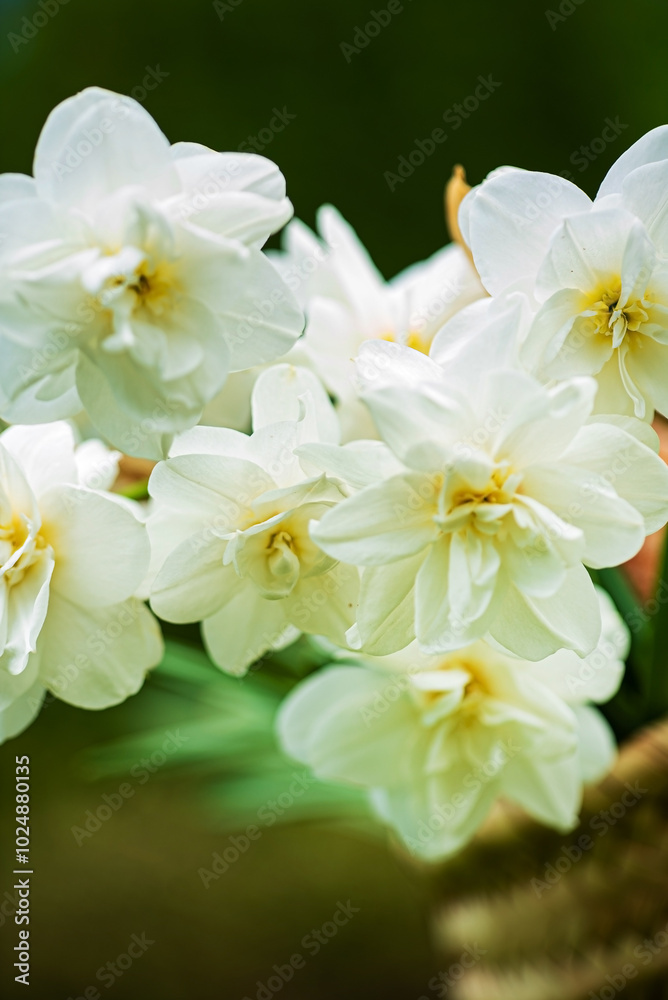 Obraz premium white narcissus in the basket
