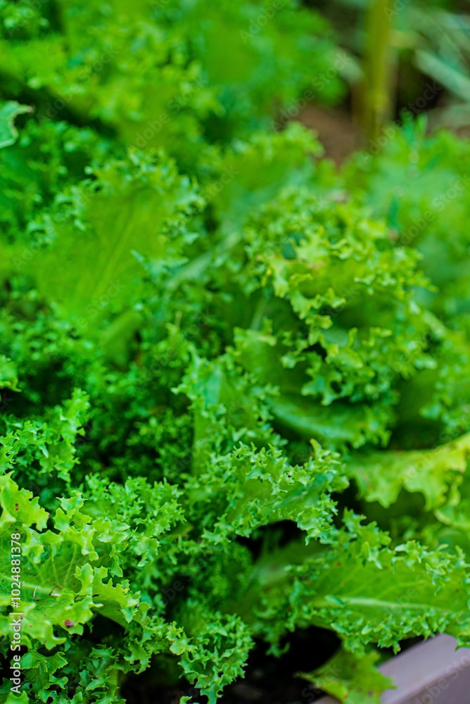 organic lettuce in the garden organic lettuce in the garden