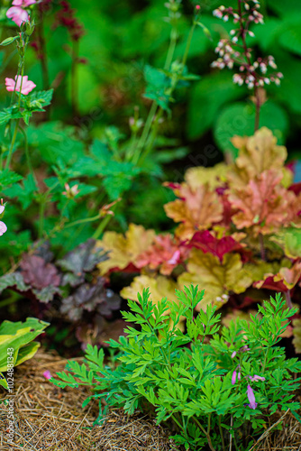 nice flowers in the garden