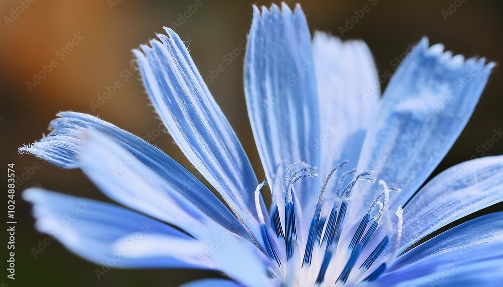 Fototapeta premium delicate blue chicory flower macro
