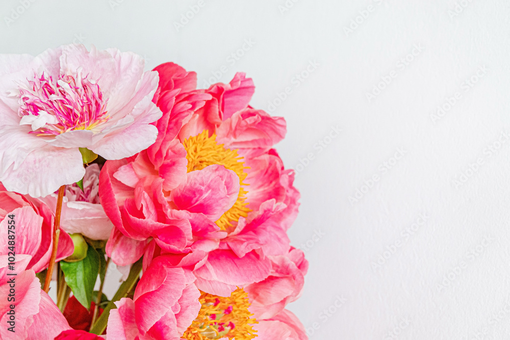 fresh peonies in the vase fresh peonies in the vase