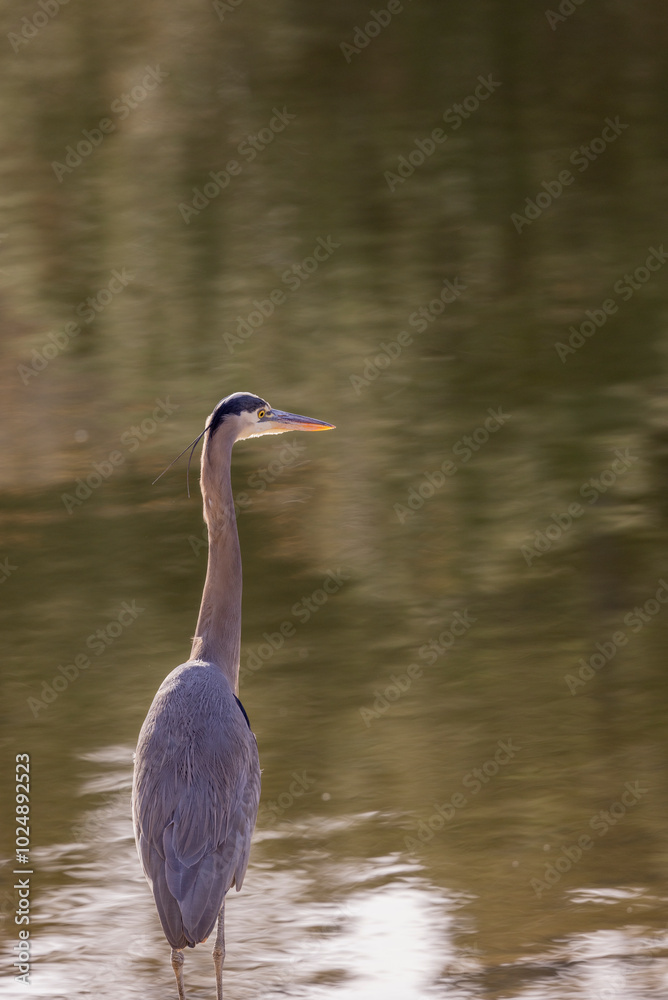 Naklejka premium Great Blue Heron in Autumn in Wyoming