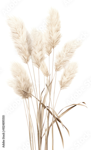 PNG Botanical illustration pampas flower plant grass.