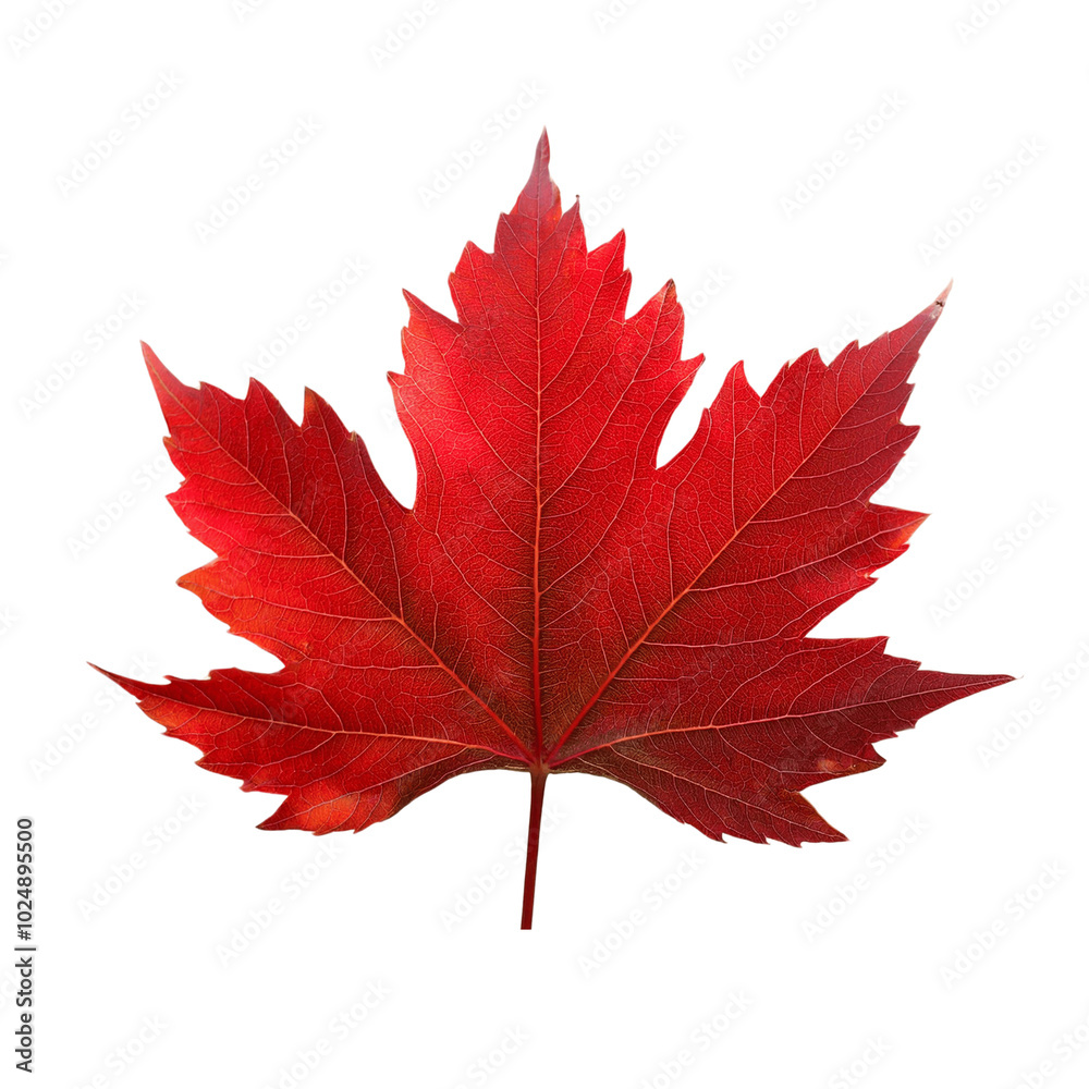 Red sugar maple leaf leaves plant nature foliage stalk green tree transparent background cutout Red sugar maple leaf leaves plant nature foliage stalk green tree transparent background cutout