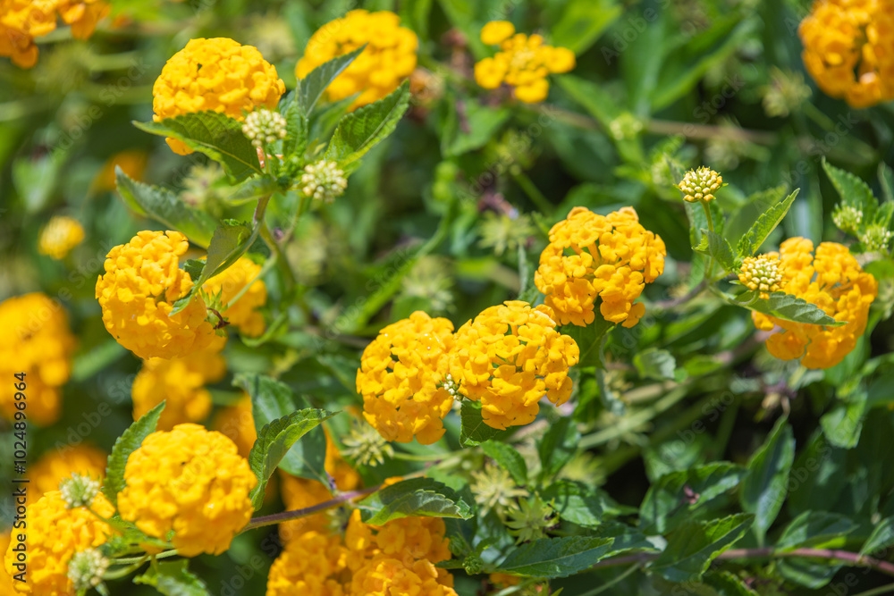 Lantana yellow flowers growing in a garden on a sunny summer day Lantana yellow flowers growing in a garden on a sunny summer day