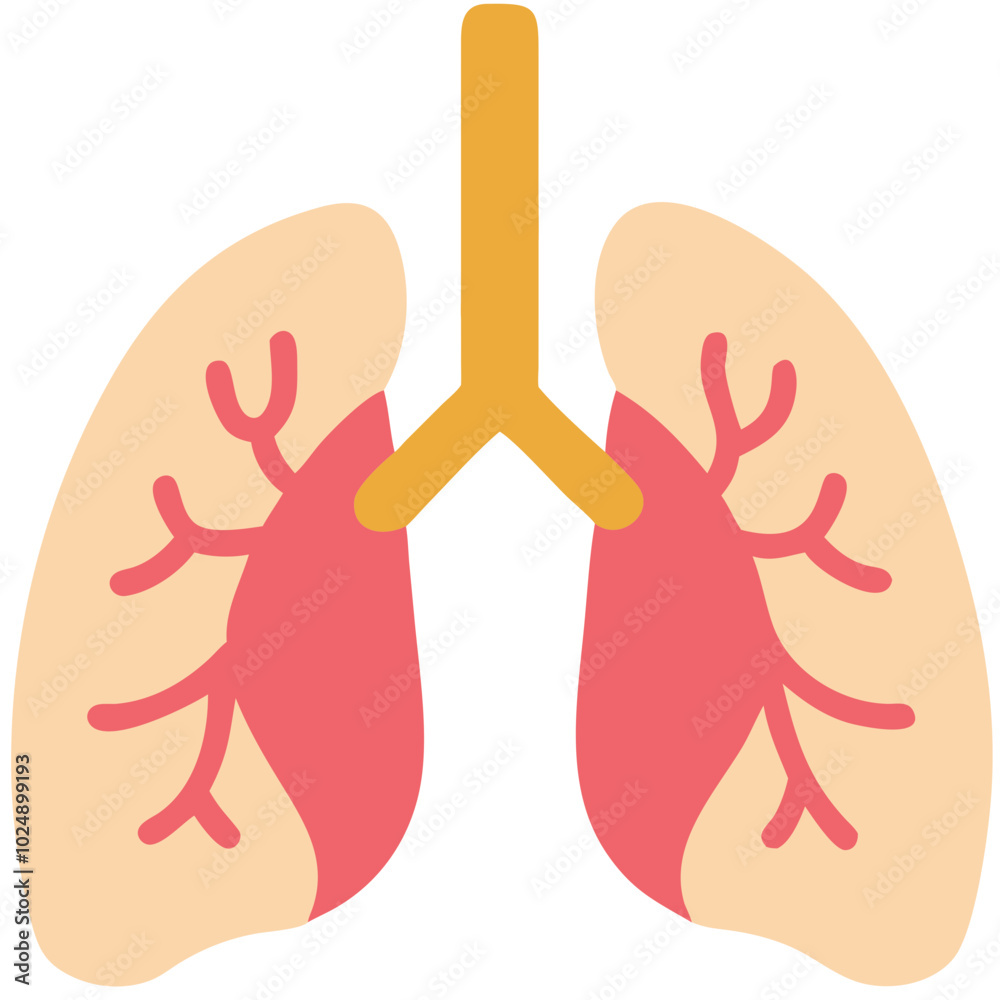 Fototapeta premium Medical Lungs Anatomy Vector Illustration for Health and Education