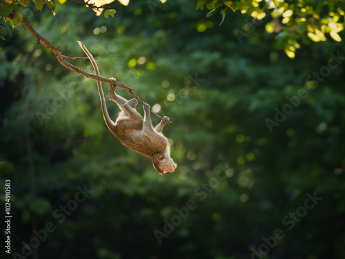 Photography Macaca or monkey is hanging upside down posture from a tree branch looking like Tarzan, It's resisting the force of gravity