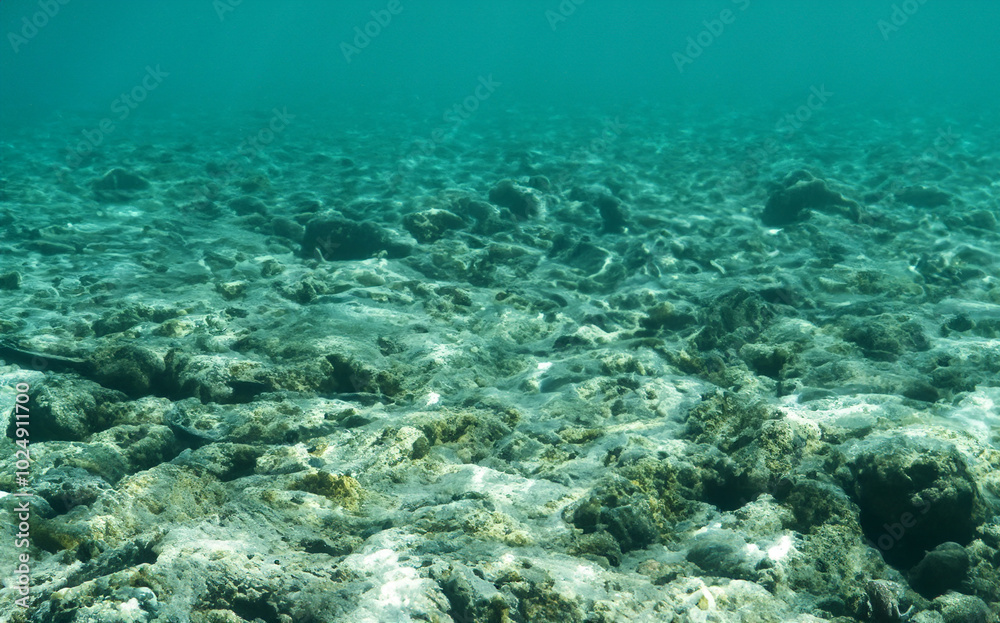 Fototapeta premium Deep blue seabed with rocks, seaweed and sand generative AI