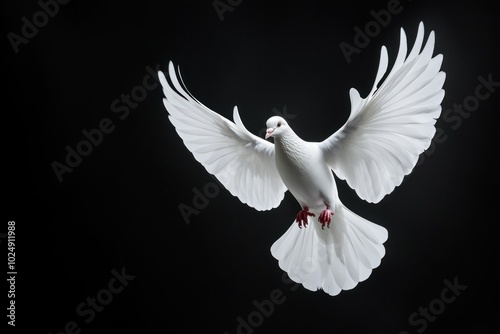 Graceful White Dove in Flight Against Dark Background