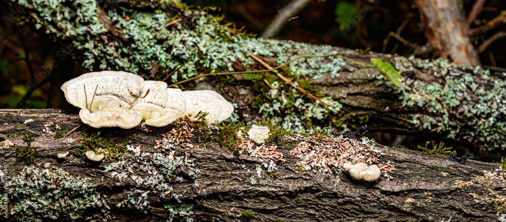 mushroom in the forest mushroom in the forest