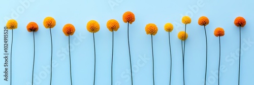 Minimal floral pattern. Row of yellow and orange Billy Balls flowers on a light blue background. photo