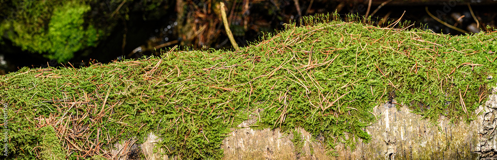 Fototapeta premium moss on the ground