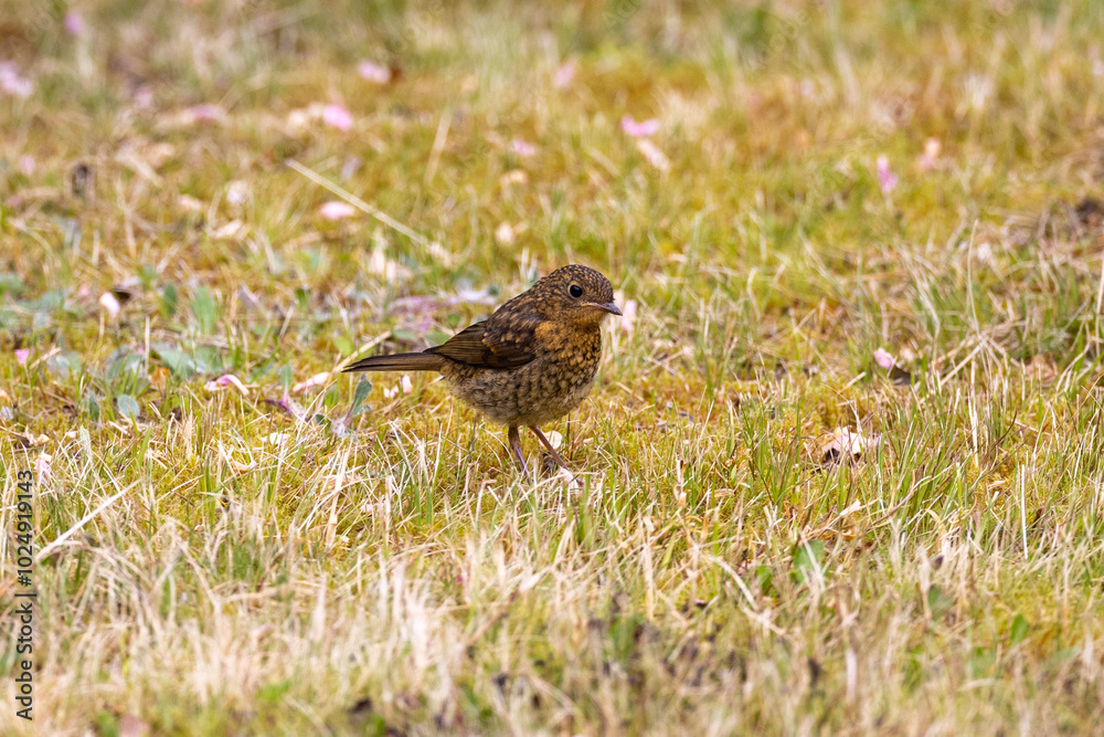 young european robin on the ground young european robin on the ground