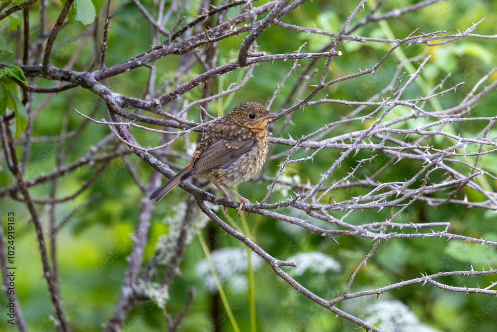 young european robin on a branch young european robin on a branch