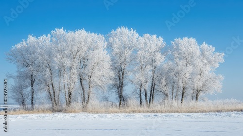 Wallpaper Mural Frosty Trees Against Blue Sky in Winter Landscape Torontodigital.ca