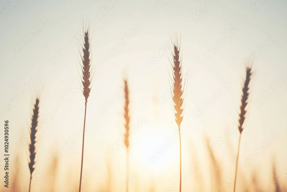 A field of wheat with the sun shining on it A field of wheat with the sun shining on it