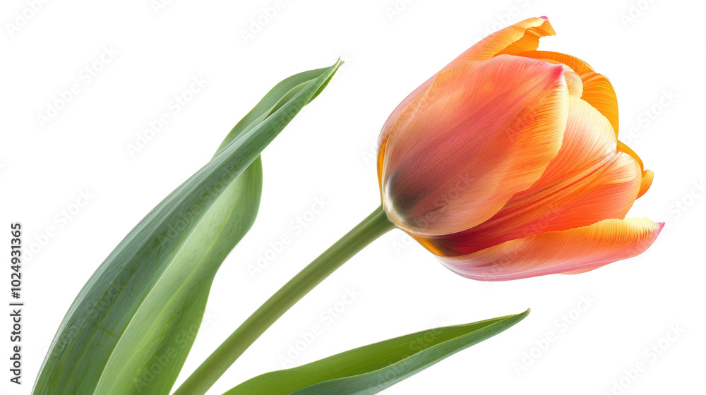 A vibrant orange tulip with green leaves and stem, isolated on a white background A vibrant orange tulip with green leaves and stem, isolated on a white background