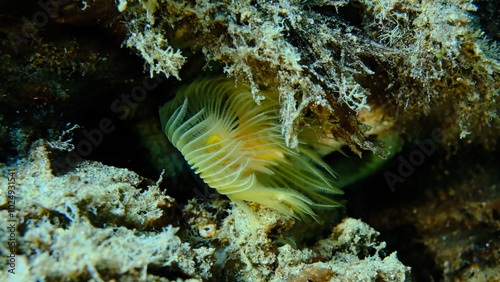 Polychaeta Smooth tubeworm or red-spotted horseshoe (Protula tubularia) undersea, Aegean Sea, Greece, Halkidiki, Pirgos beach photo
