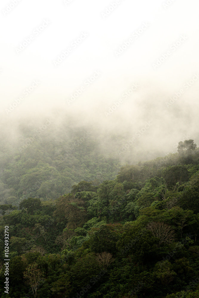 Misty mountain landscape with lush green forest Misty mountain landscape with lush green forest