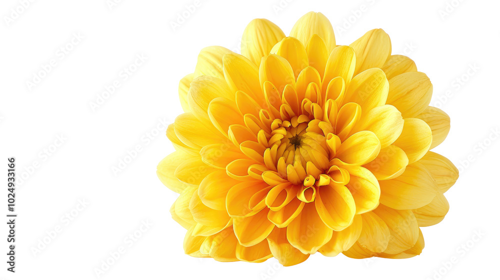 Close-up of a yellow chrysanthemum, symbolizing joy and longevity on a white background. Close-up of a yellow chrysanthemum, symbolizing joy and longevity on a white background.
