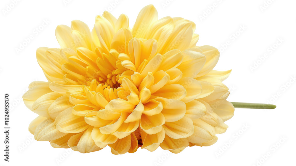 Close-up of a yellow chrysanthemum, symbolizing joy and longevity on a white background. Close-up of a yellow chrysanthemum, symbolizing joy and longevity on a white background.