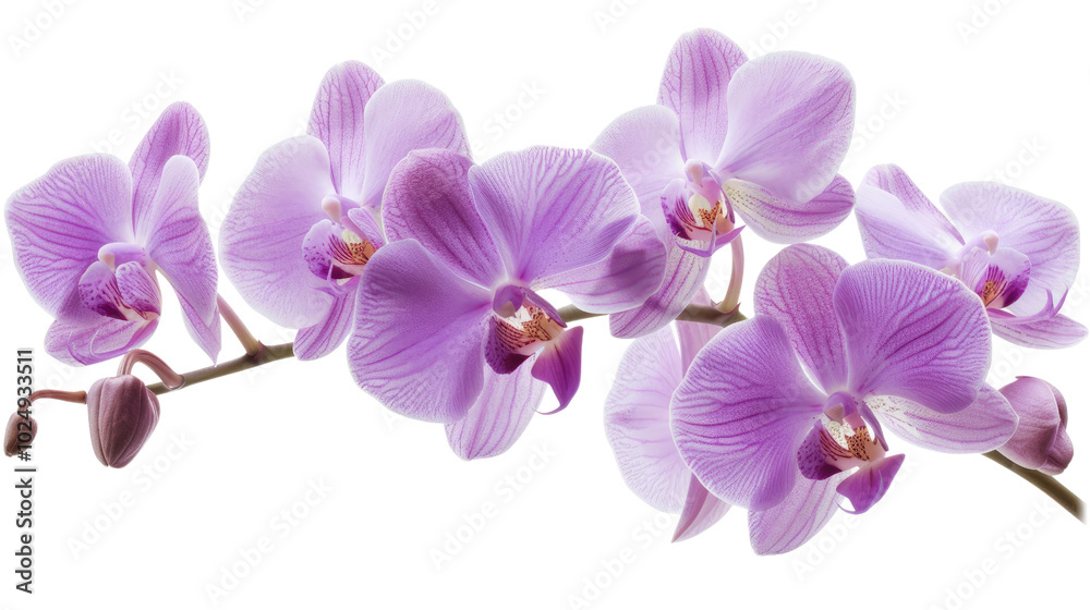 Detailed photograph of a purple orchid, showcasing its exotic beauty and delicate petals on a white background Detailed photograph of a purple orchid, showcasing its exotic beauty and delicate petals on a white background