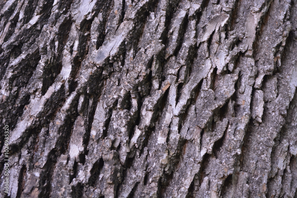 bark of a tree bark of a tree