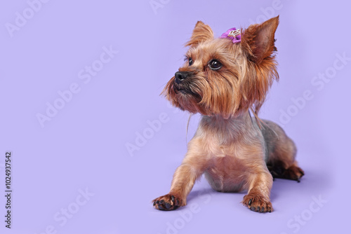 Cute Yorkshire Terrier dog on violet background, space for text photo