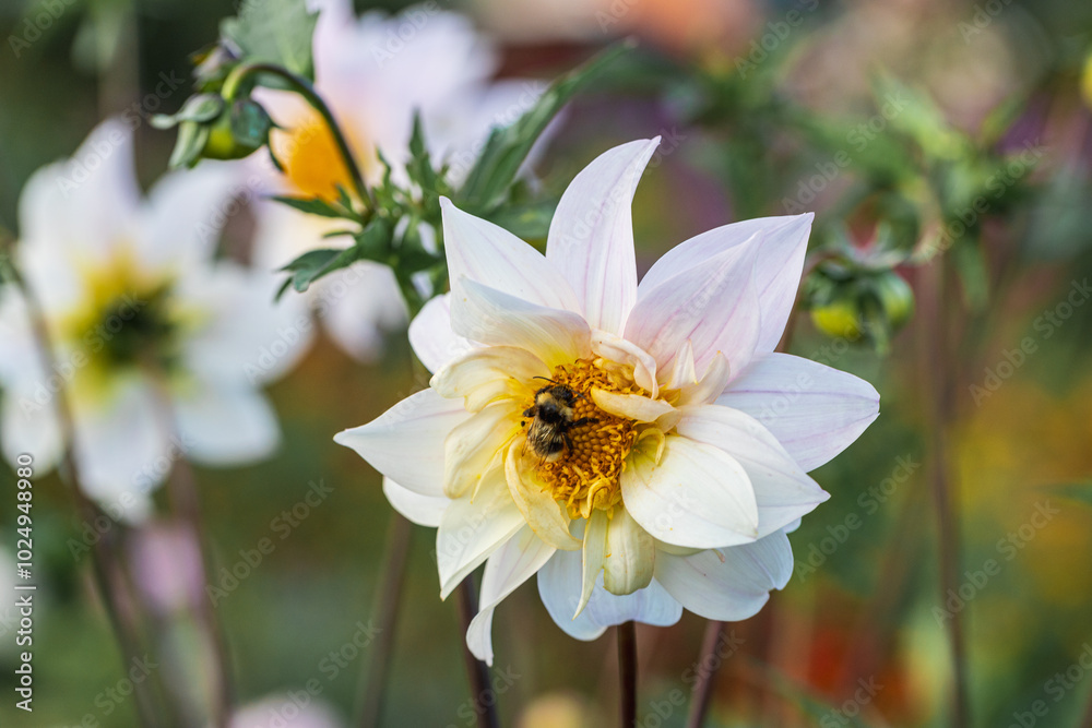 Close up of dahlia flower and bumblebee in garden Close up of dahlia flower and bumblebee in garden
