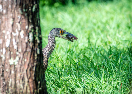 Juvenile yellow-crowned night heron behind a tree eating a crawfish. photo