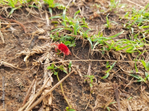 Trombidiidae bugs. Its other names  red velvet mites, true velvet mites and rain bugs. This is a small arachnids or eight legged arthropods found in plant litter and known for their bright red color. photo