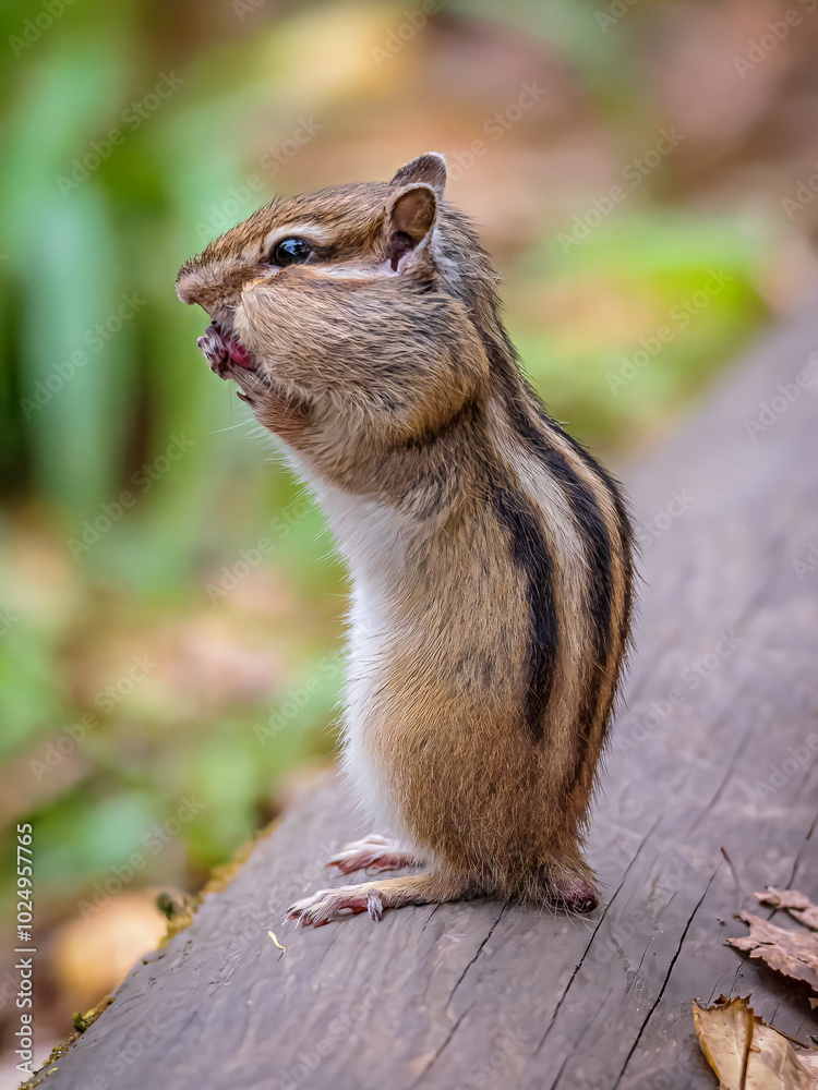 Chipmunk without a tail standing on its hind legs on a wood beam. Animals with disabilities concept. Chipmunk without a tail standing on its hind legs on a wood beam. Animals with disabilities concept.