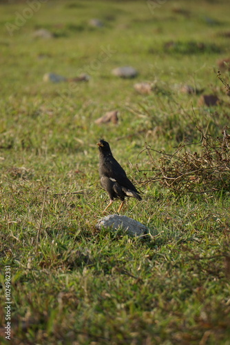 Yellow-billed blackbird