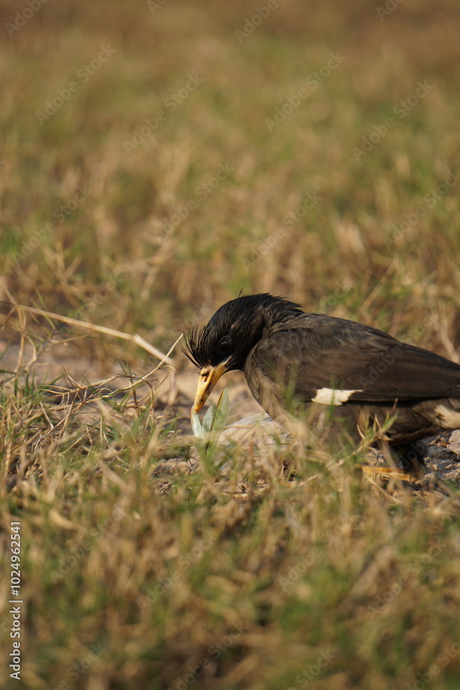 Obraz premium Yellow-billed blackbird