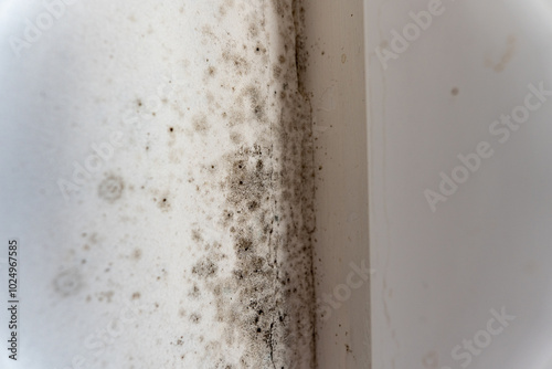 Mould and fungus spread along the wall near a window, creating an unappealing appearance while posing significant health threats to occupants in the home photo