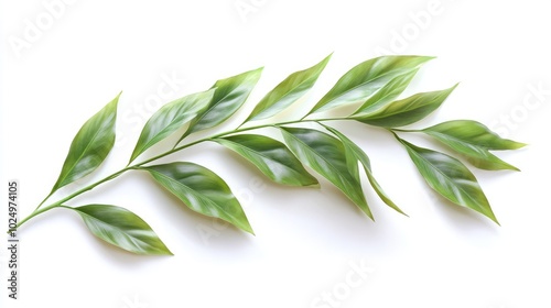Asparagus setaceus leaf on white background. AI generated illustration.