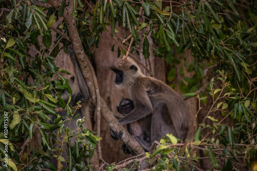 The oldest nature reserve in a great landscape. Natural environment with monkeys in the morning at sunrise. Pure nature in the steppe landscape in Yala National Park, Uva, Sri Lanka, India, Asia photo