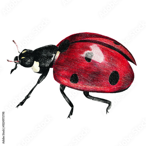 Ladybug colored pencil on white isolated background