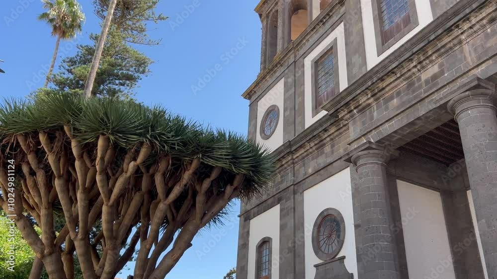 Dragos y palmeras en la plaza de la catedral de La Laguna en Tenerife, Islas Canarias