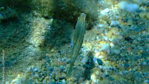 East Atlantic peacock wrasse (Symphodus tinca) undersea, Aegean Sea, Greece, Halkidiki, Pirgos beach photo