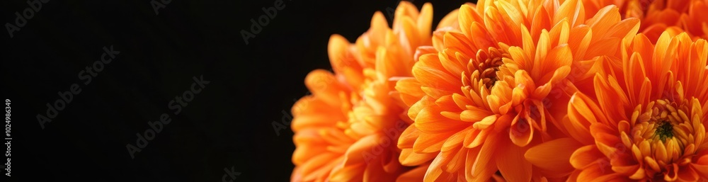 A close-up of vibrant orange chrysanthemums against a black background. A close-up of vibrant orange chrysanthemums against a black background.