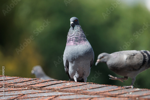 Threatening rock pigeon photo