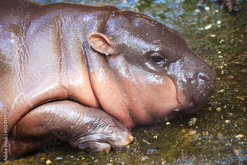 Closeup of a nearly 3 months old baby Pygmy Hippo with adorable pinkish cheek