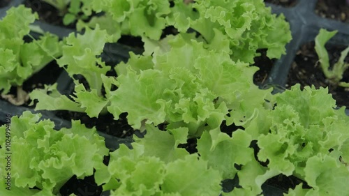 Organic vegetable seedlings planted regularly in the greenhouse