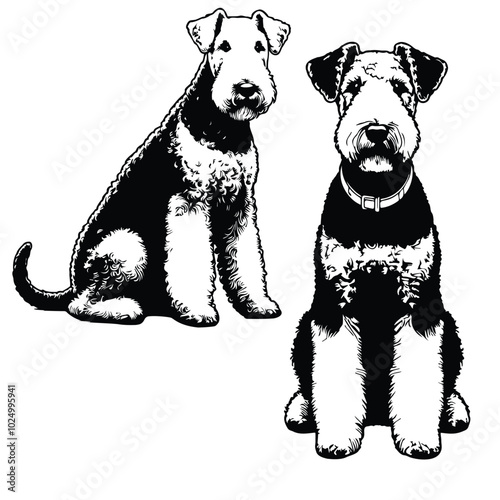 Airedale Terrier clean vector silhouettes on white background Close up of an Airedale terrier
 Airedale Terrier Dog on a white background vector illustration Silhouette of Airedale terrier dog