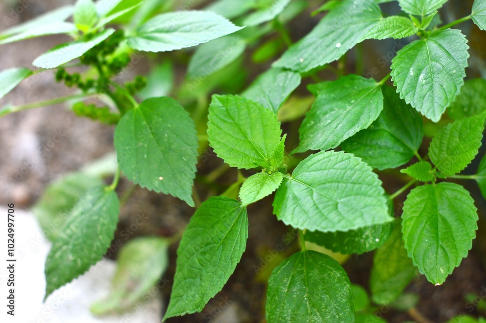 wild nettle leaves that grow in settlements wild nettle leaves that grow in settlements