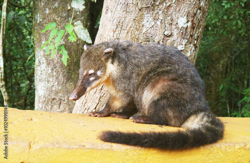 Coati, a Raccoon-like Creature found at Iguazu Falls National Park Both in Argentina and Brazil, South America photo